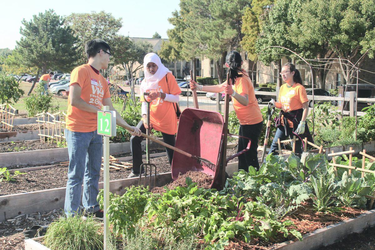 Parthasarathy S.K. |Staff Photographer
Matthew Deng, Maleha Hameed, Grace Pham and rachel Choi work together in the community garden on campus, utilizing garden tools to serve the community through their contribution to a sustainability project. 