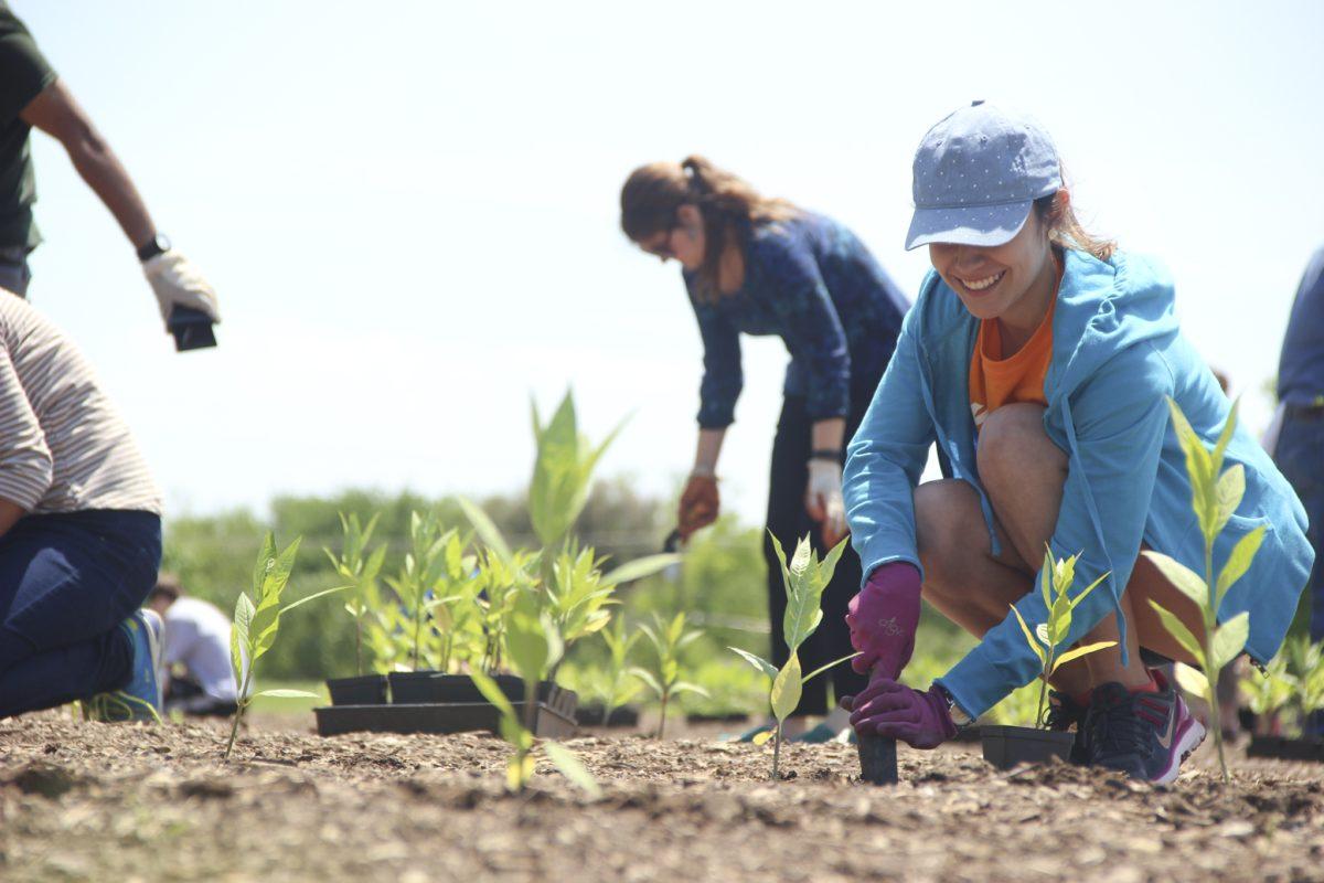 A total of 24 student volunteers planted 540 milkweed plants. These plants will grow to be 3 to 4 feet tall.
Andrew Gallegos | Asst. Photo Editor