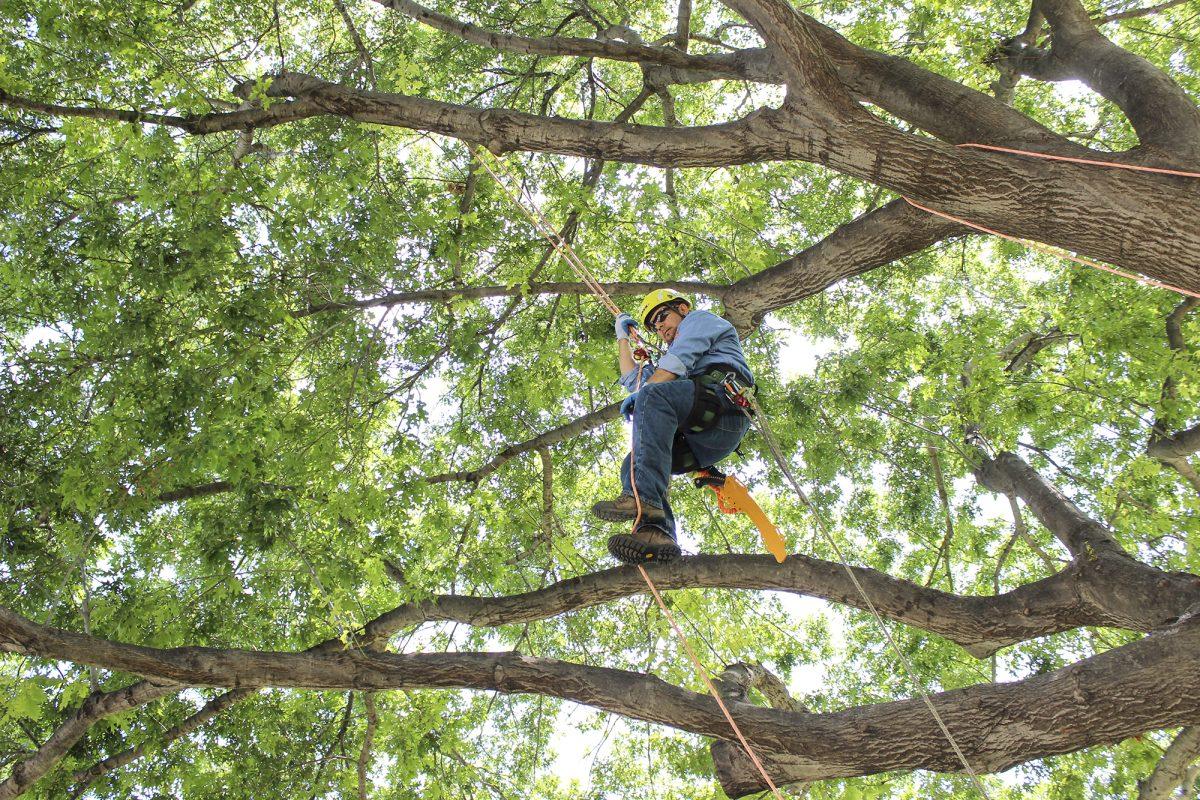 Frank Rodriguez, the campus arborist, climbs a tree to secure a tag on it that tracks its health. Facilities Management is using these tags for maintenance purposes to better care for the trees on campus. Photo by Andrew Gallegos | Photo Editor.