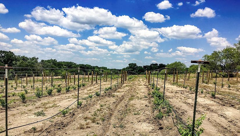 UTD graduate Chris Grider founded Kissing Tree Vineyards in 2014 with his wife, Crystal, fulfilling their lifelong dream of owning and operating a winery. The vineyard uses a repurposed old bank for the winery, an art gallery that features local artists, a venue for parties and a tasting room that opened in early June. Photo courtesy of Kissing Tree Vineyard.