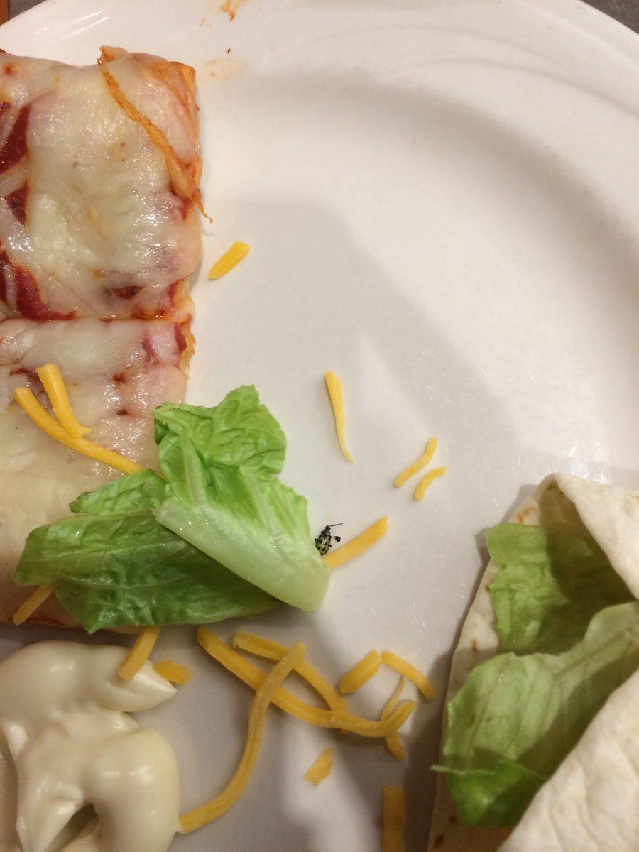 Kaushik found a bug in her lettuce while eating at Dining Hall West, a campus dining service run by Chartwells Higher Education. Photo by Mithra Kaushik | Mercury Staff.