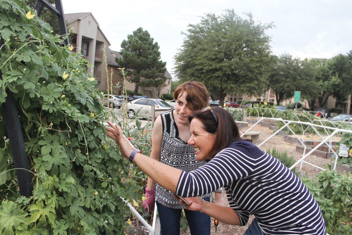 EMAC junior Delaney Conroy (left) and Associate Director of Energy Conservation Thea Junt work in the Office of Student Volunteerism’s Community Garden which was relocated to Phase 1 in 2015. Photo by Nadine Omeis | Mercury Staff.