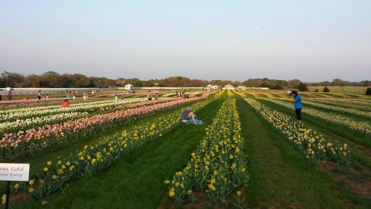Photo courtesy of Texas-Tulips LLC.