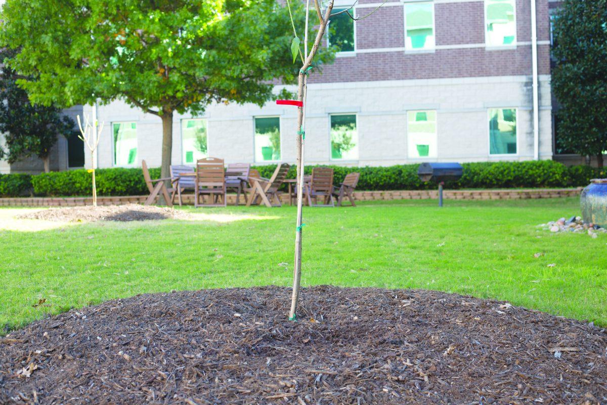 Students planted fruit tree saplings in residence hall courtyards on Oct. 27 in celebration of Texas Arbor Day. Photo by Noah Whitehead | Photo Editor.