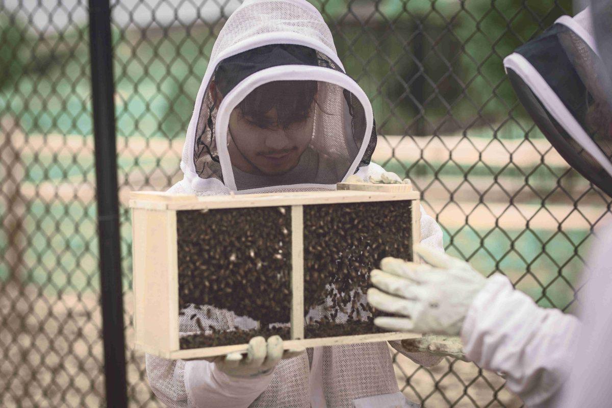Students work in the ECO HUB apiary, learn how to care for honeybees. Photo courtesy of Eco Hub.