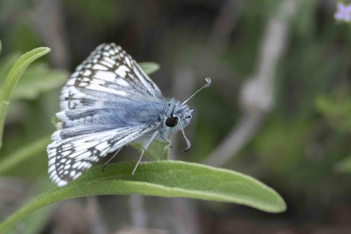 A checkered-skipper butterfly prepares to take flight near the campus apiary. Photo by Vedant Sapra | Mercury Staff